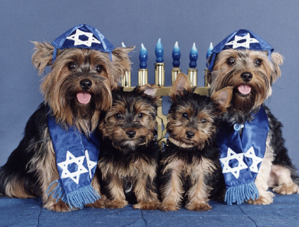 doggiehanukkah