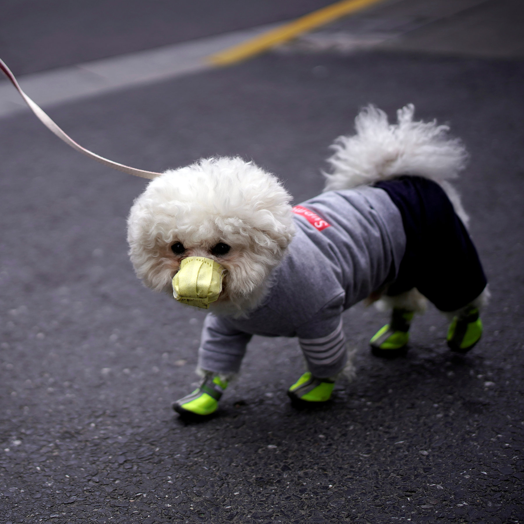 04VIRUS-PETS-mobileMasterAt3x